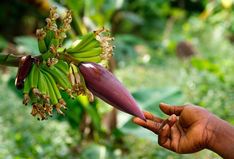 zanzibar_46469872715_o