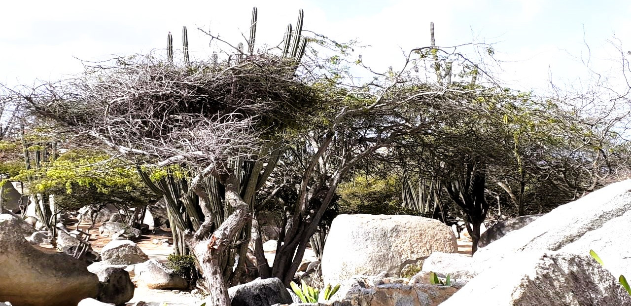 Aruba - Ayo a Casibari