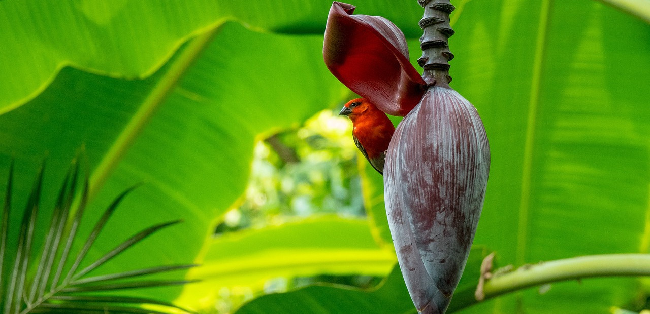 Seychely - přírodní parky
