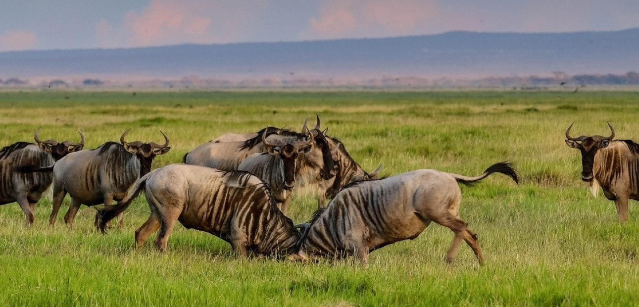 Keňa - Masai Mara