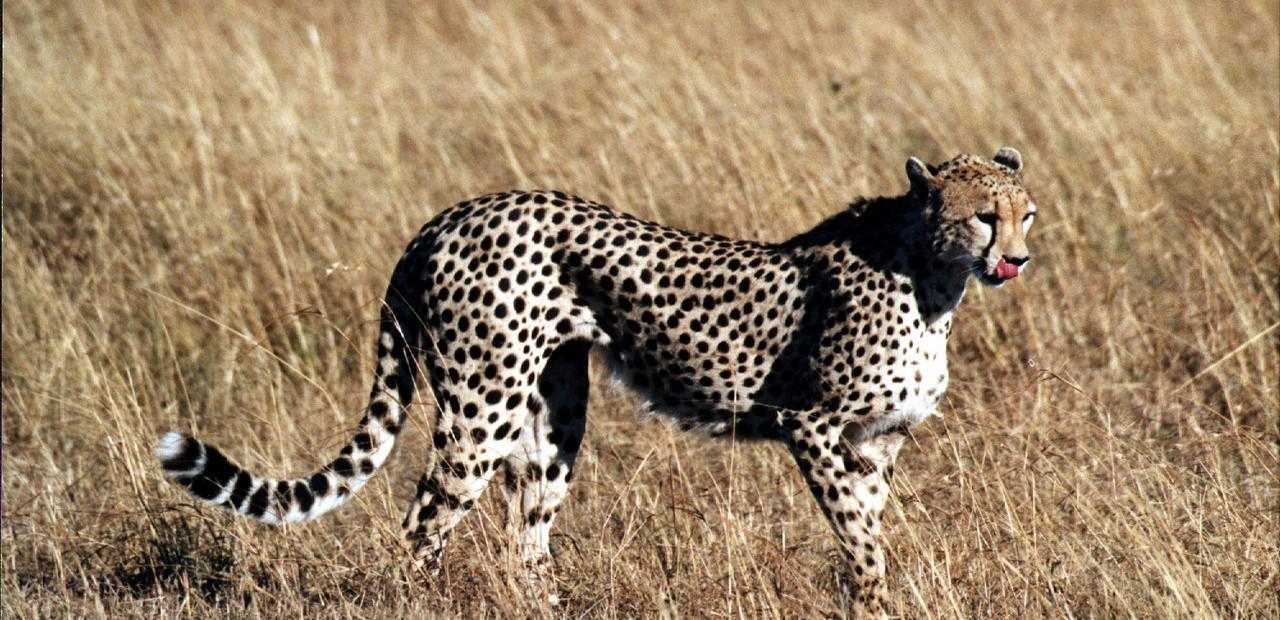 Keňa - Národní park Amboseli
