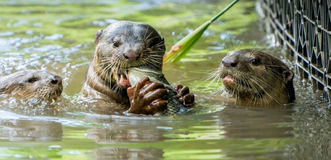 Singapur - příroda