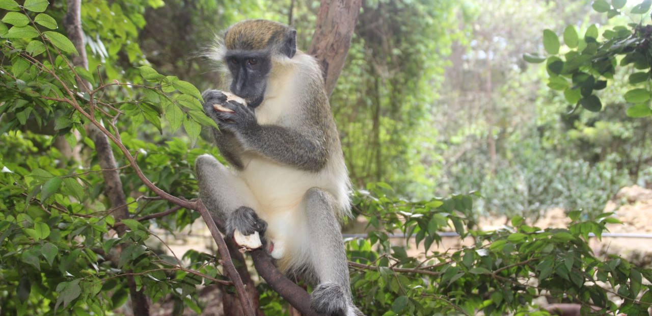 Barbados - přírodní rezervace