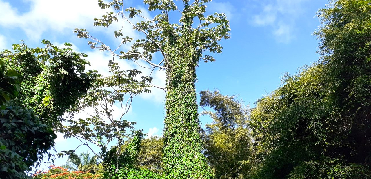 Barbados - přírodní rezervace