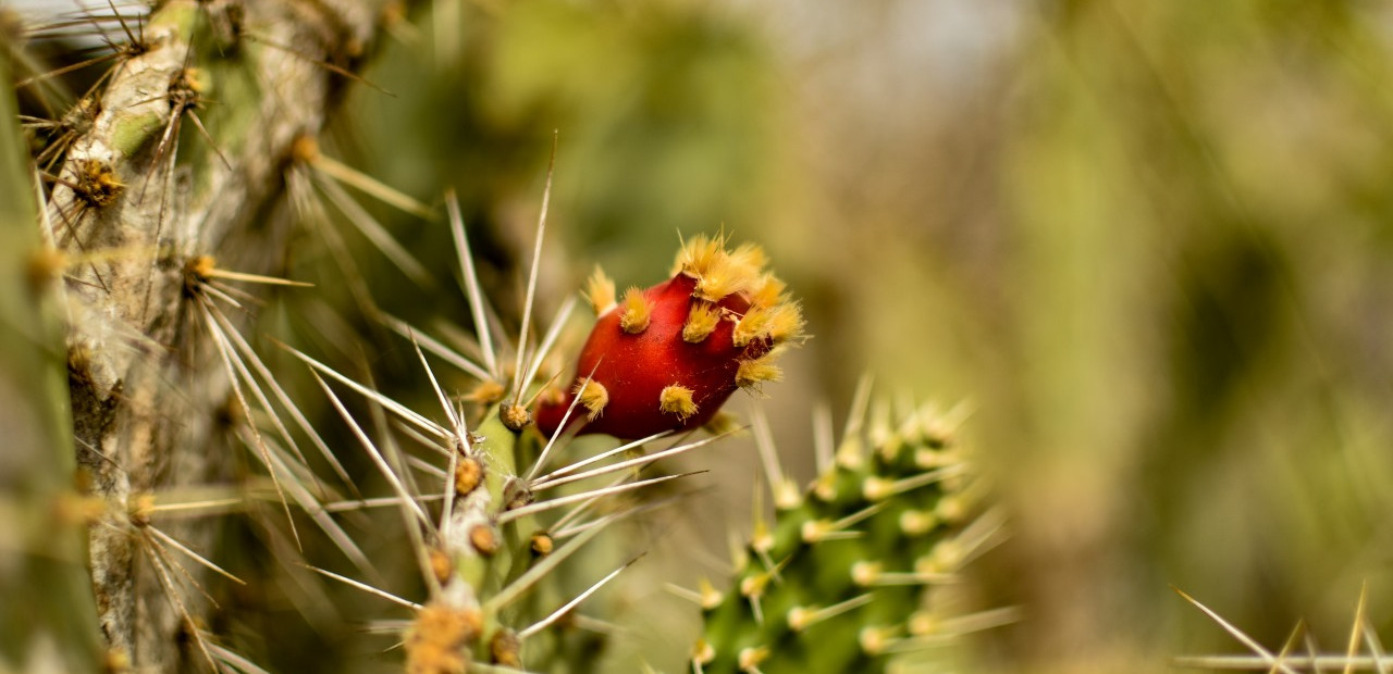 Curaçao - Christoffel National Park