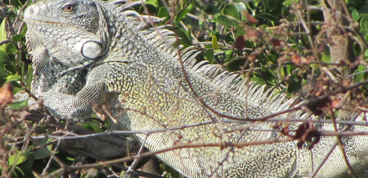 Curaçao - Christoffel National Park