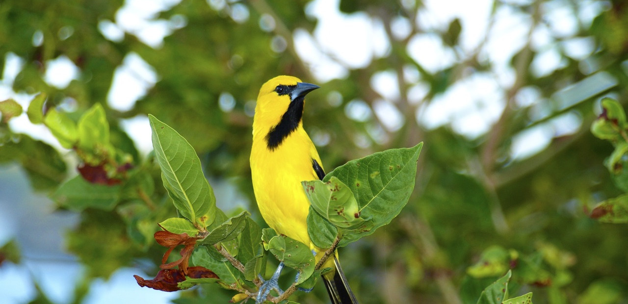 Curaçao - Christoffel National Park