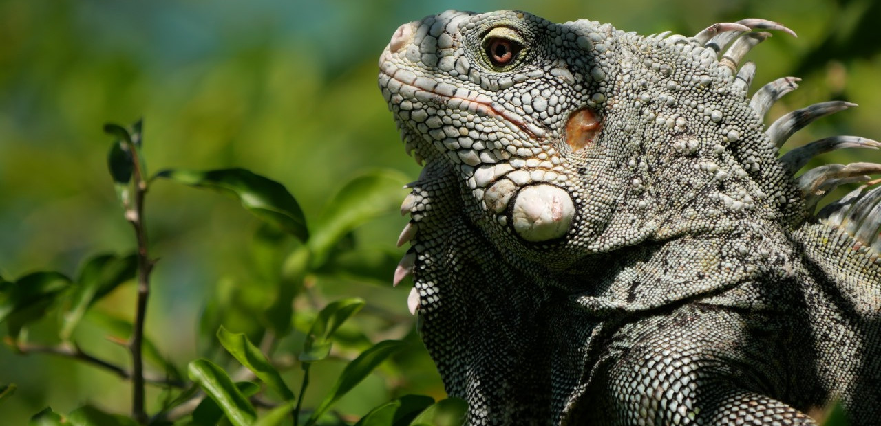Curaçao - Christoffel National Park