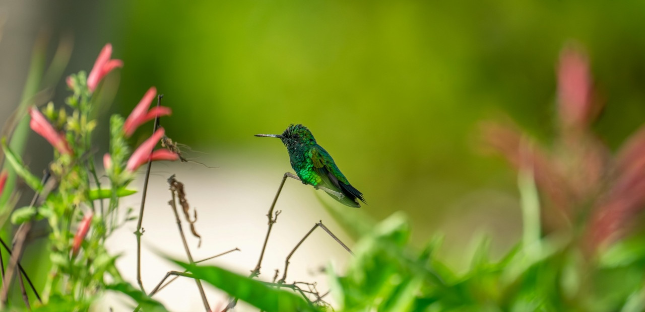 Curaçao - Christoffel National Park