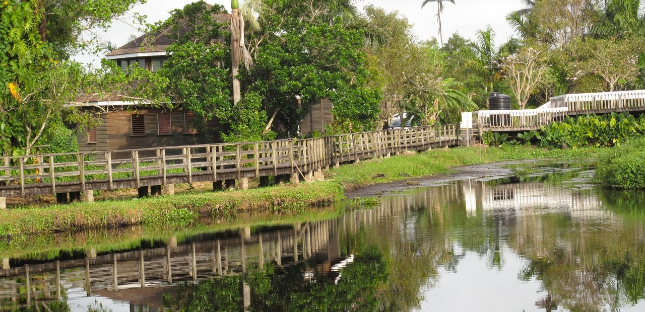 Jamajka - fauna a flóra