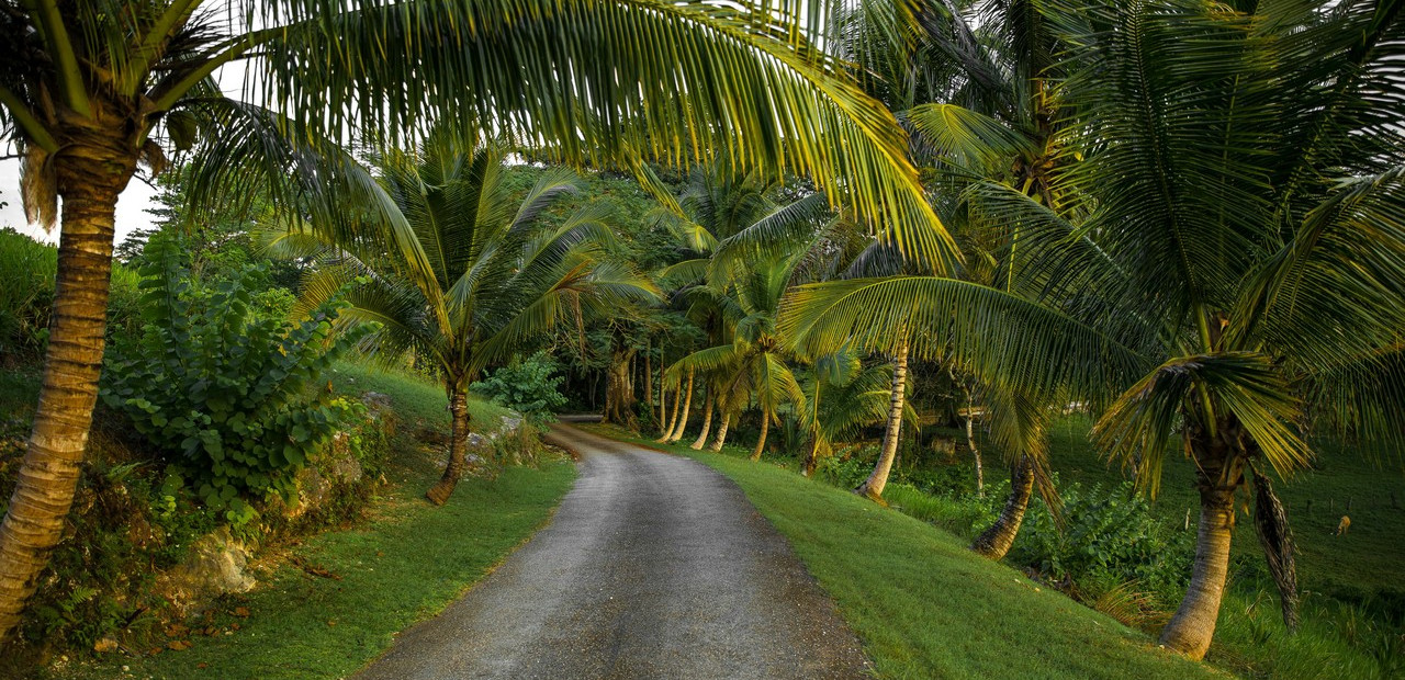 Jamajka - fauna a flóra