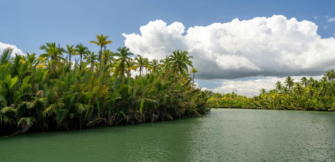 Jamajka - fauna a flóra