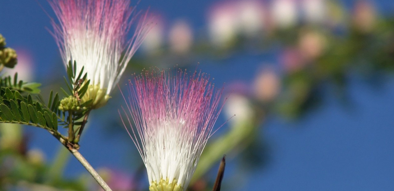 Jamajka - fauna a flóra