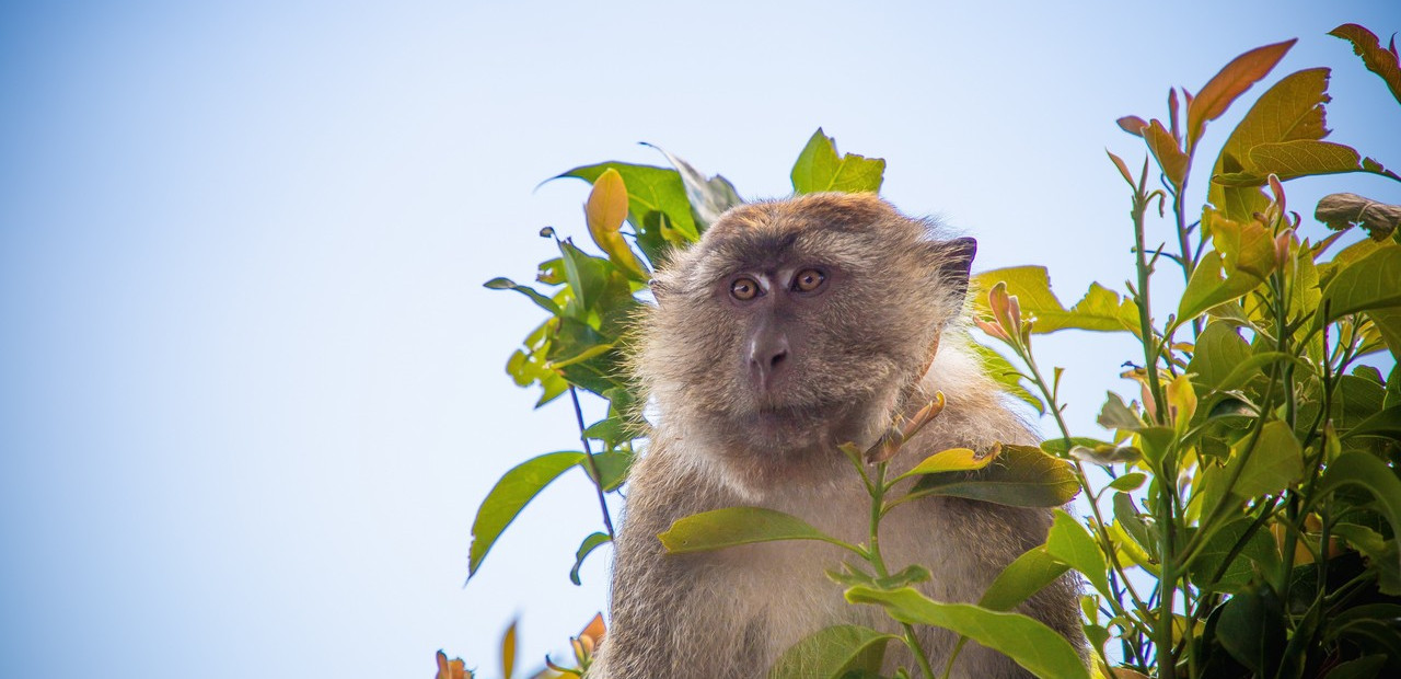 Langkawi - mezi plážemi a mangrovy