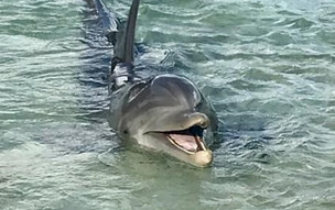 The Coral at Atlantis