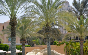 One and Only Royal Mirage