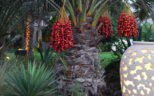 Umm Al Quwain Beach (16)