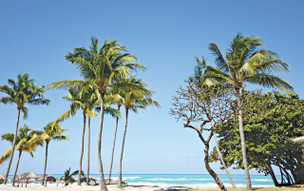 Starfish Cuatro Palmas