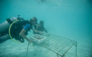 Taj Coral Reef Resort & Spa, Maldives