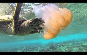 Banyan Tree Vabbinfaru