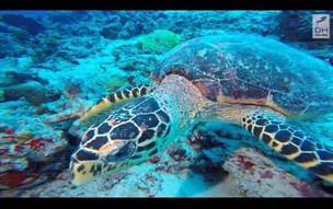 Bathala Island Resort Maldives