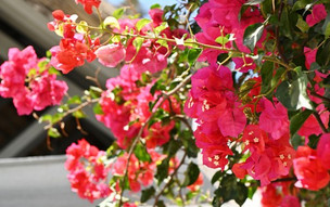 Veranda Palmar Beach