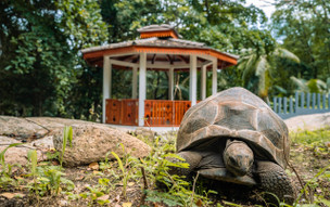 Niva Labriz Seychelles