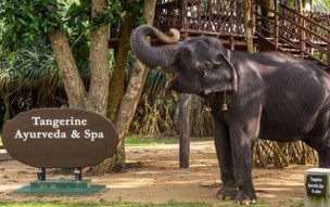 Tangerine Beach Hotel