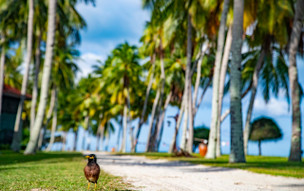 Pelangi Beach Resort & Spa, Langkawi