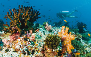 Baros Maldives