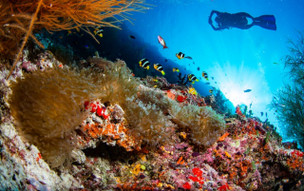 Noku Maldives, Vignette Collection