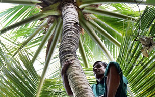 The Barefoot Eco Hotel