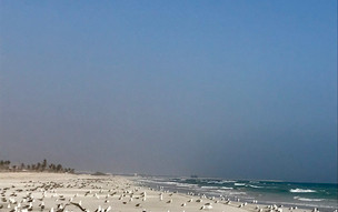 salalah (4)