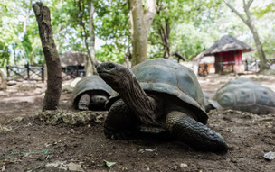 zanzibar_47759492281_o