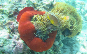 zanzibar-picutres-75_50247547678_o