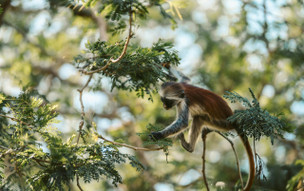 Tanzánie a Zanzibar