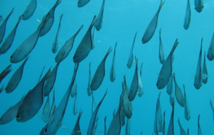 zanzibar-picutres-80_50247543778_o