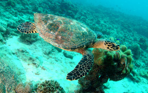 Seychely - přírodní parky