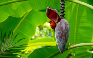 Seychely - přírodní parky