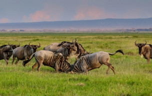 Keňa - Masai Mara