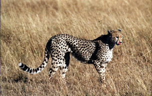 Keňa - Národní park Amboseli