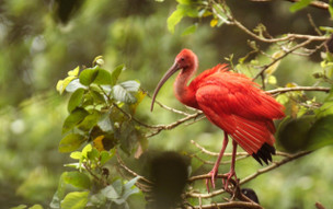Trinidad a Tobago - geografie