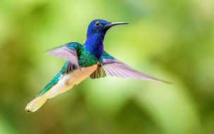 Trinidad a Tobago - geografie