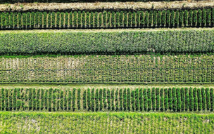 Trinidad a Tobago - ekonomika