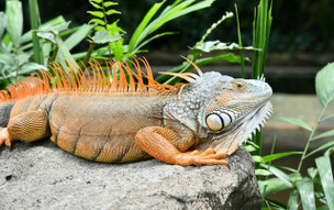 Singapur - příroda