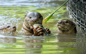 Singapur - příroda