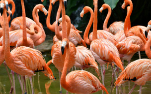 Singapur - příroda