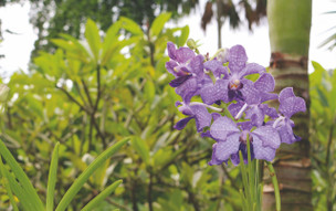 Singapur - příroda