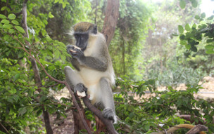 Barbados - přírodní rezervace