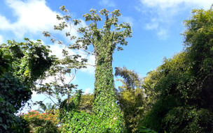 Barbados - přírodní rezervace